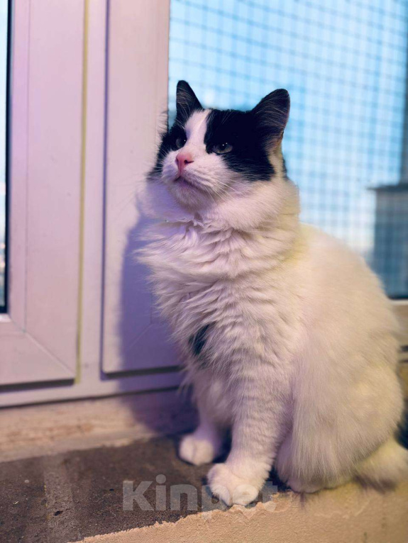 Кошки в Санкт-Петербурге: Кошка ищет дом Девочка, Бесплатно - фото 3