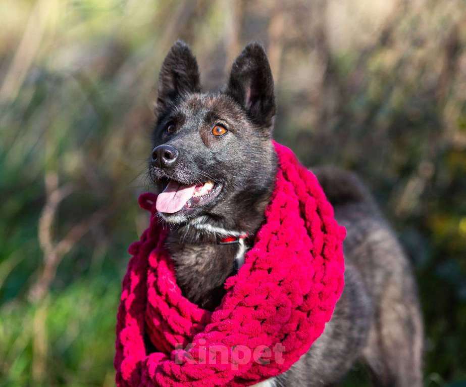 Собаки в Раменском: Молодая и симпатичная Багира🐕‍🦺  Девочка, Бесплатно - фото 4