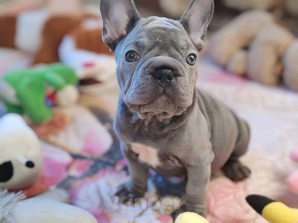 Собаки в Санкт-Петербурге: Шикарная лиловая девочка Бигроп вельвет Девочка, 120 000 руб. - фото 5