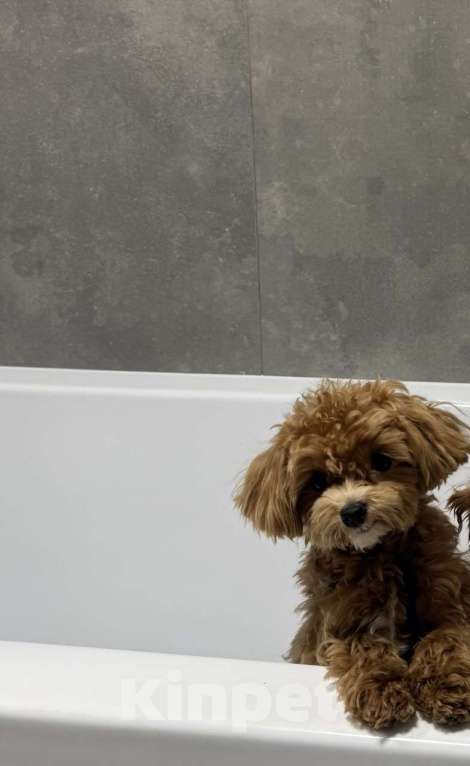 Собаки в Санкт-Петербурге: Мальтипу f1 Мальчик, 150 000 руб. - фото 4