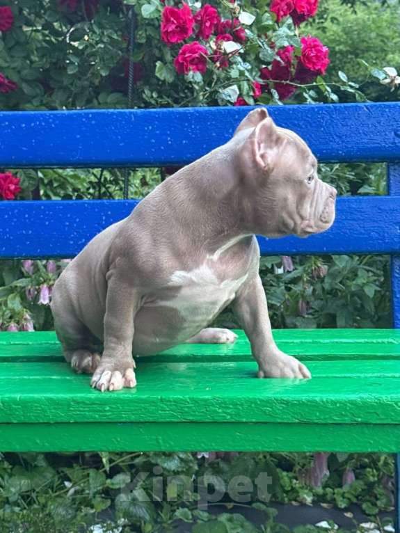 Собаки в Москве: Ам Булли девочка Девочка, 120 000 руб. - фото 3