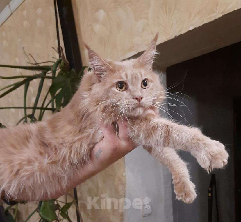 Кошки в Барыше: Мейн кун, 12 000 руб. - фото 1