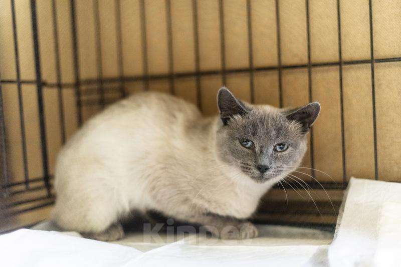 Кошки в Москве: Невероятная красавица Агата в добрые руки.  Девочка, Бесплатно - фото 6