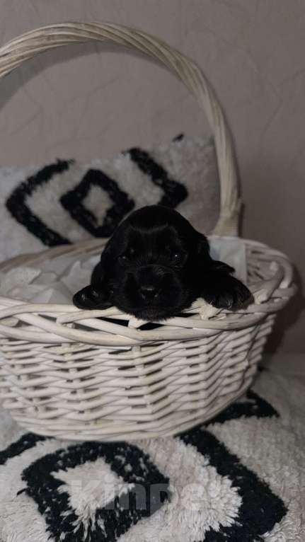 Собаки в Оренбурге: Черная - девочка малышка  Девочка, 25 000 руб. - фото 3