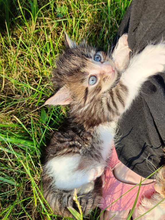 Кошки в Москве: Ласковый малыш Мальчик, Бесплатно - фото 4