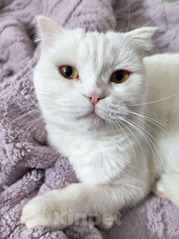 Кошки в Москве: Шотландская вислоухая кошечка цвета первого снега ищет дом! ❄️ Девочка, Бесплатно - фото 2