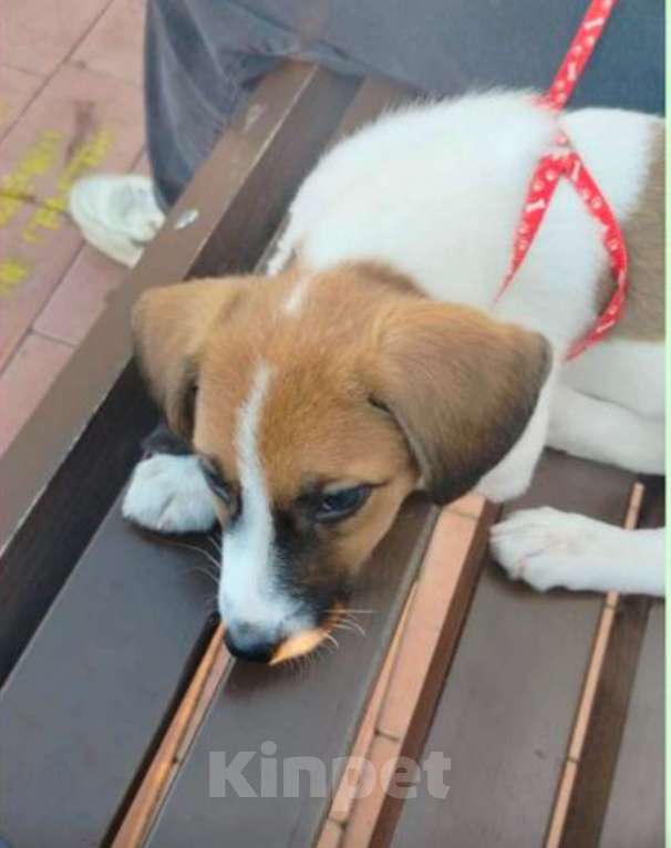 Собаки в Москве: Малыш Джек в поисках любящих родителей Мальчик, Бесплатно - фото 1