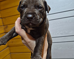 Собаки в Сосновоборске: Щенок питбуля Девочка, 100 000 руб. - фото 1