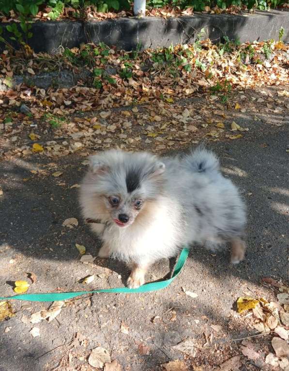 Собаки в Нижнем Новгороде: девочка голубой мрамор с подпалом Девочка, 20 000 руб. - фото 2