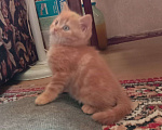 Кошки в Краснодаре: Котик. Рыжики рулят Мальчик, 5 000 руб. - фото 3
