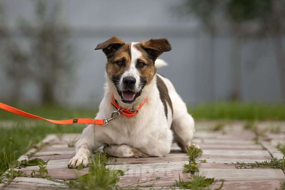 Собаки в Наро-Фоминске: Марио - самый добрый пес Мальчик, Бесплатно - фото 2
