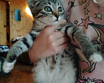 Кошки в Самаре: Шотландская девочка котенок Девочка, 1 500 руб. - фото 1