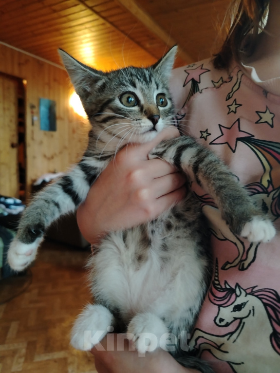 Кошки в Самаре: Шотландская девочка котенок Девочка, 1 500 руб. - фото 1