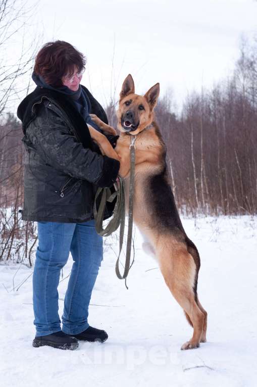 Собаки в Ногинске: Ерема - метис немецкой овчарки ждет свою семью в приюте Мальчик, Бесплатно - фото 10