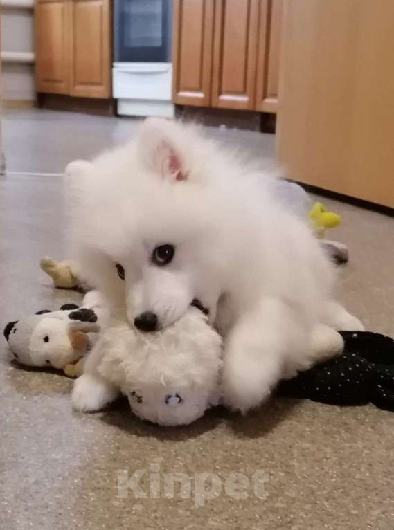 Собаки в Волгограде: Щенки японского шпица Мальчик, Бесплатно - фото 2