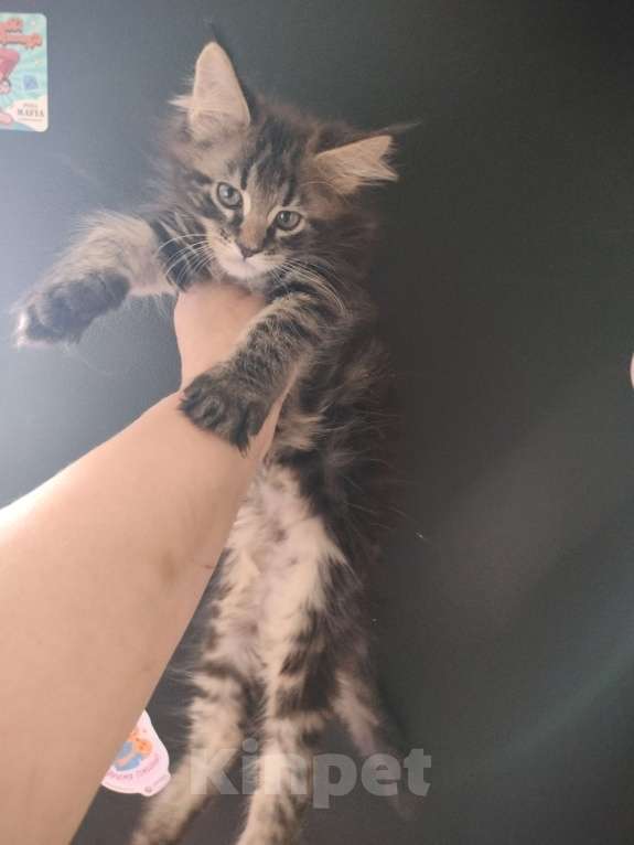 Кошки в Санкт-Петербурге: Кошечка Девочка, 30 000 руб. - фото 2