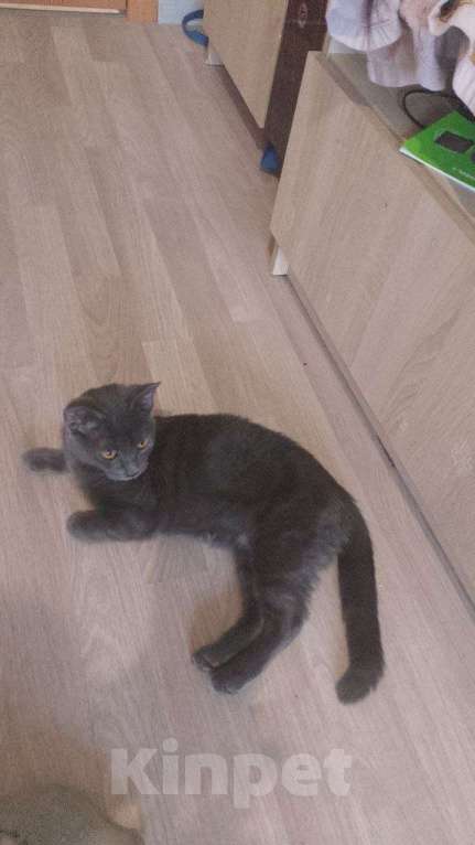 Кошки в Орле: Кошка Девочка, 5 000 руб. - фото 2