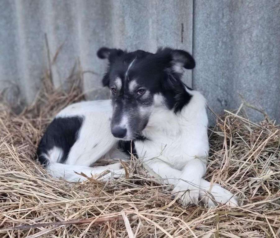 Собаки в Москве: Хана Девочка, Бесплатно - фото 5
