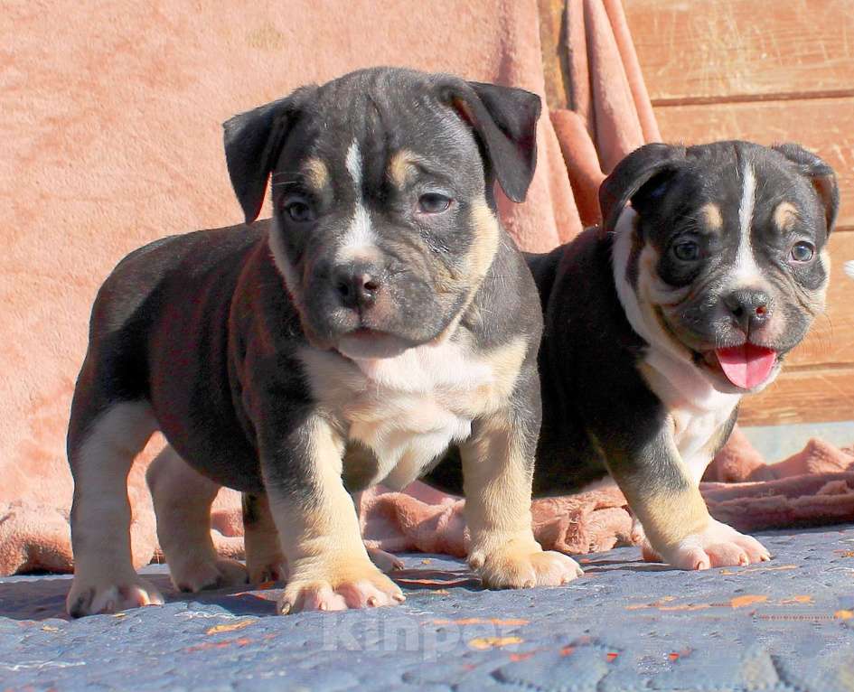 Собаки в Москве: Чёрные триколоры. Мальчик и девочка. Разнополые, 80 000 руб. - фото 1
