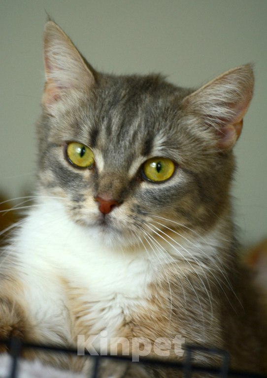 Кошки в Воронеже: Молодая кошка в добрые руки  Девочка, Бесплатно - фото 3