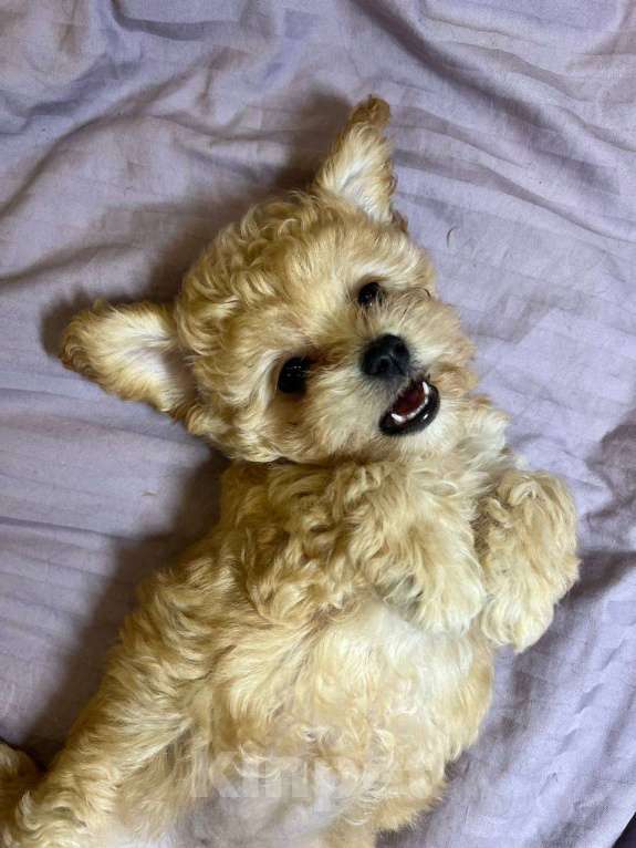 Собаки в Магнитогорске: Девочка мальтипу мини карамельная принцесса 3 мес Девочка, 90 000 руб. - фото 4