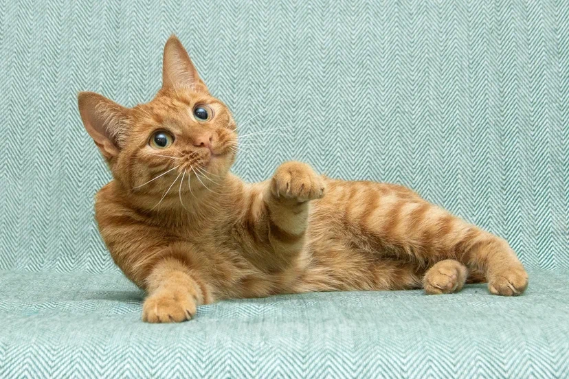 Кошки в Реутове: Взрослая кошка в добрые руки Девочка, Бесплатно - фото 9