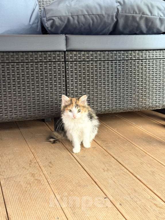 Кошки в Москве: Котенок Алёнка Девочка, Бесплатно - фото 4