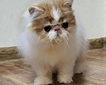 Кошки в Санкт-Петербурге: Персидский котик Мальчик, 25 000 руб. - фото 5