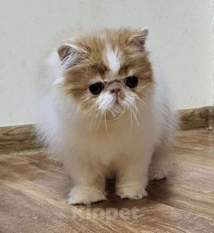 Кошки в Санкт-Петербурге: Персидский котик Мальчик, 25 000 руб. - фото 5
