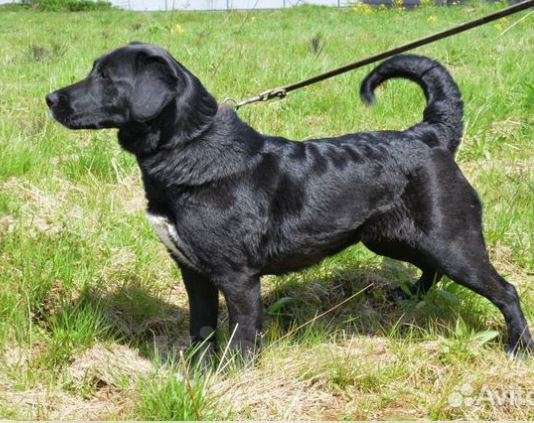 Собаки в Москве: Боня Девочка, Бесплатно - фото 3