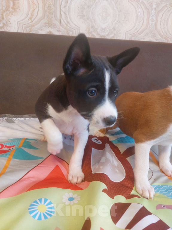 Собаки в Пятигорске: Щенки басенджи Разнополые, 40 000 руб. - фото 3