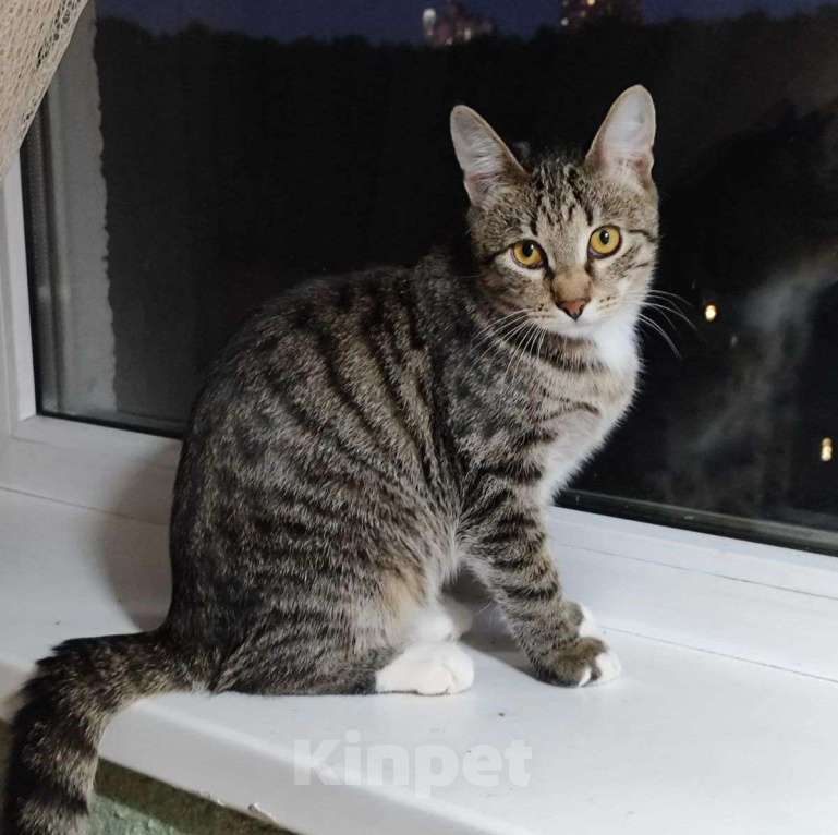 Кошки в Москве: Семья, ну где же вы пропадаете?  Мальчик, Бесплатно - фото 2