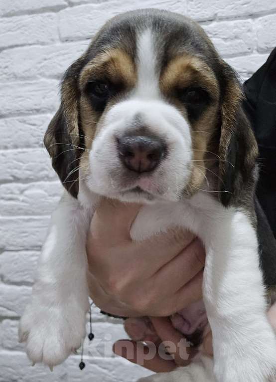 Собаки в Чите: Синяя лента Мальчик, 50 000 руб. - фото 1