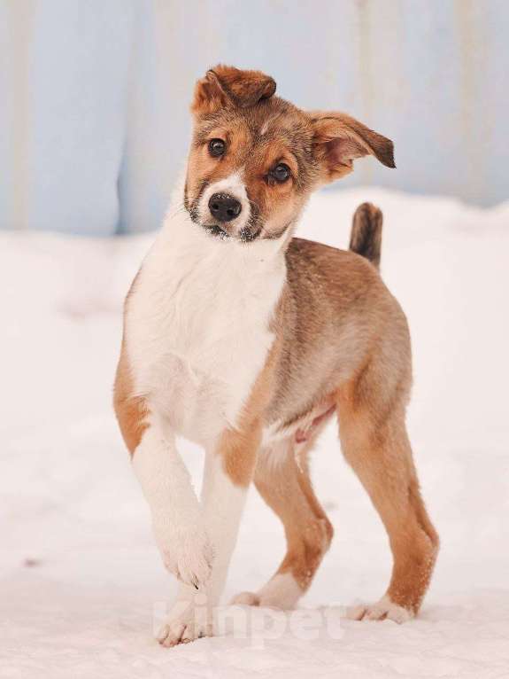 Собаки в других городах Московской области: Торрес якутенок Мальчик, Бесплатно - фото 6