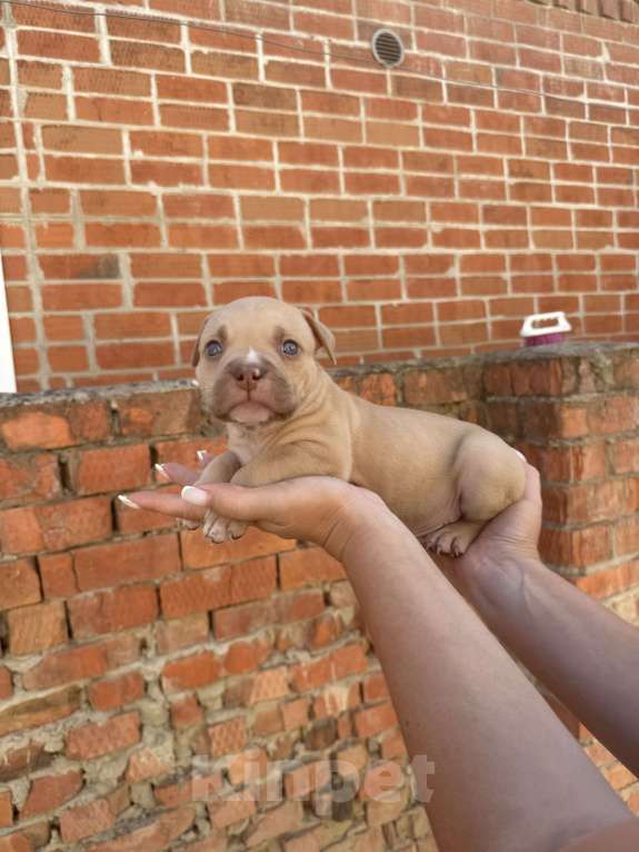 Собаки в Краснодаре: Щенки Американский булли Девочка, Бесплатно - фото 3