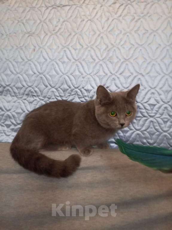 Кошки в других городах Воронежской области: Котята короткие лапки . Девочка, 35 900 руб. - фото 2