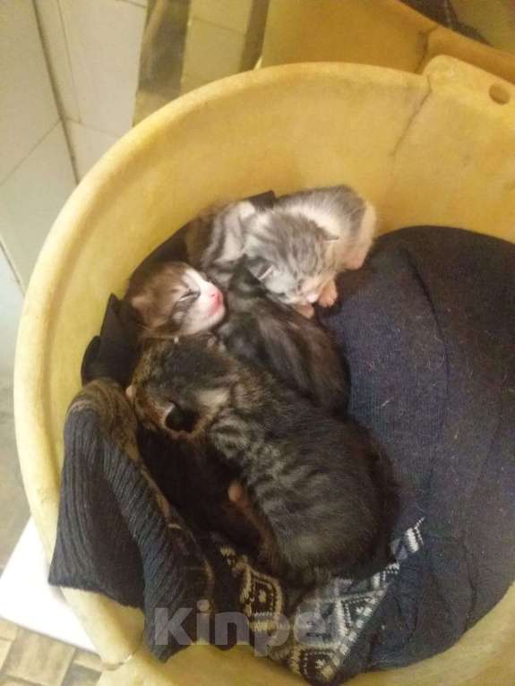 Кошки в Кашире: Котята Мальчик, 1 руб. - фото 3