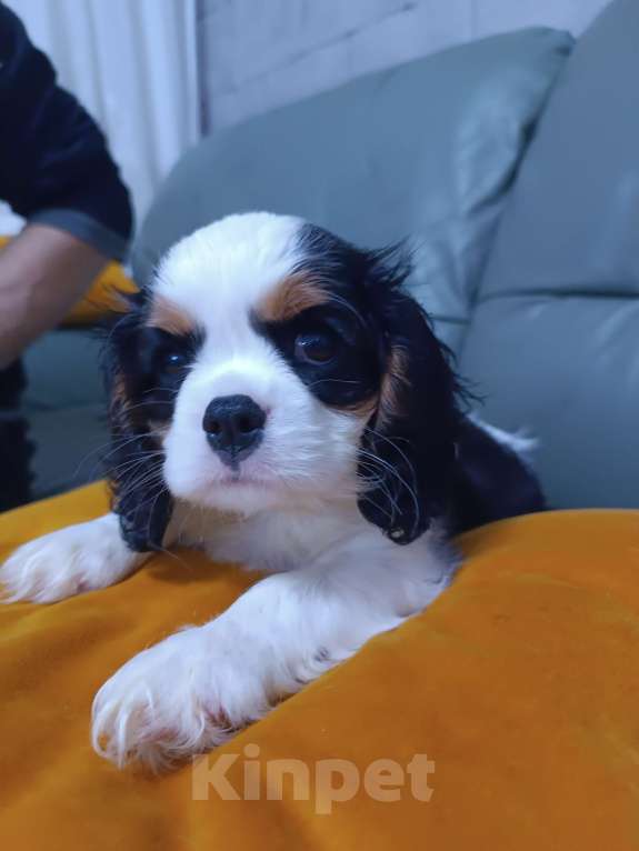 Собаки в Екатеринбурге: Продаю щенка  Мальчик, 100 000 руб. - фото 4