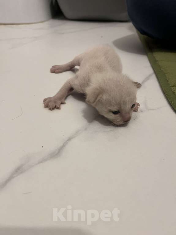 Кошки в Санкт-Петербурге: Европейские бурманские котята Разнополые, 35 000 руб. - фото 5