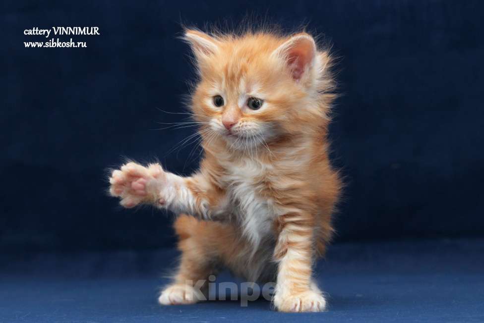 Кошки в Санкт-Петербурге: Сибирский котенок Девочка, Бесплатно - фото 1