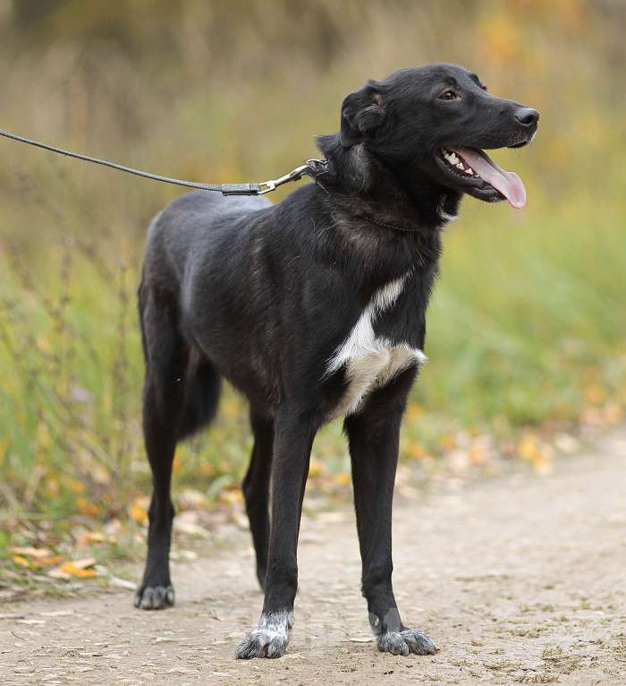 Собаки в Москве: Почему такой классный парень еще ничей Мальчик, Бесплатно - фото 4