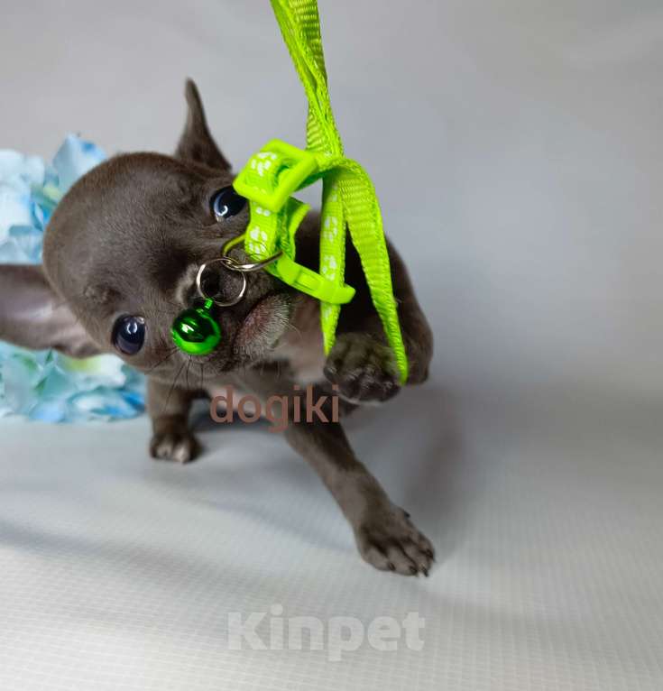 Собаки в Москве: Мальчик чихуахуа голубого окраса Мальчик, 20 000 руб. - фото 2