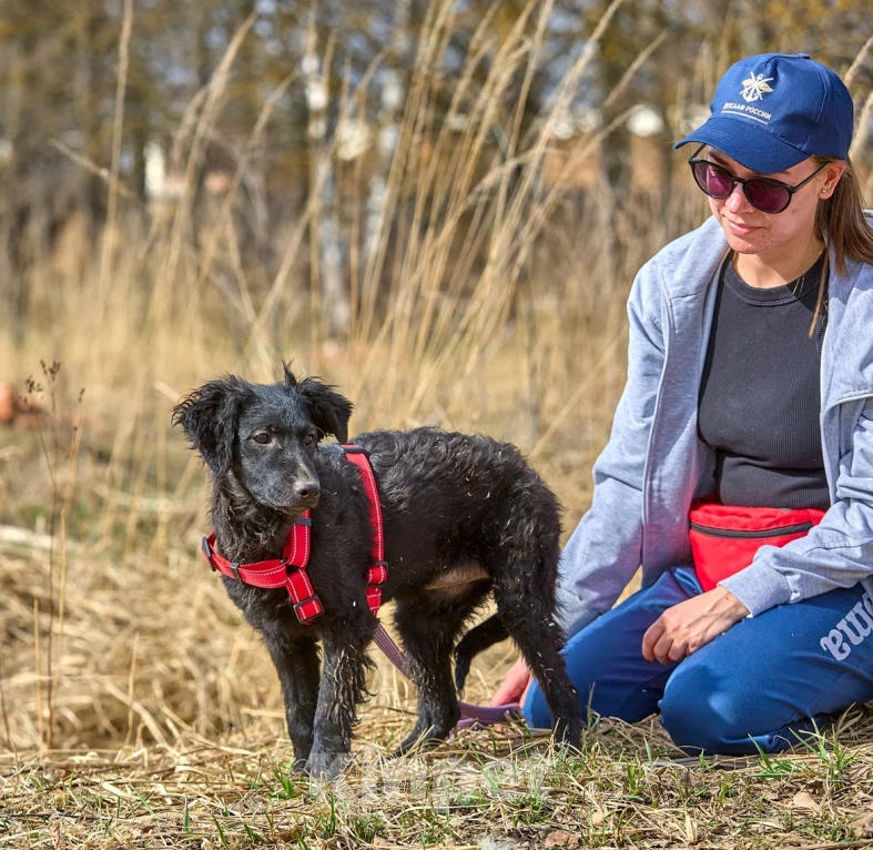 Собаки в Москве: Маленькая собака щенок в дар Девочка, Бесплатно - фото 10
