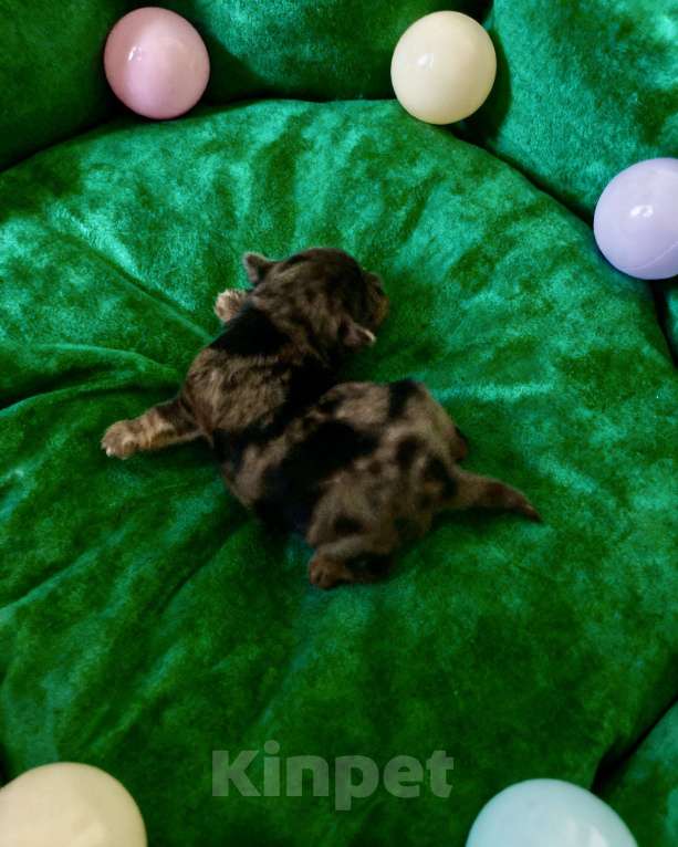 Собаки в Москве: Блю мерле йорк мальчик стандарт под резерв Мальчик, Бесплатно - фото 7