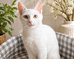 Кошки в Санкт-Петербурге: Котенок Девочка, Бесплатно - фото 4
