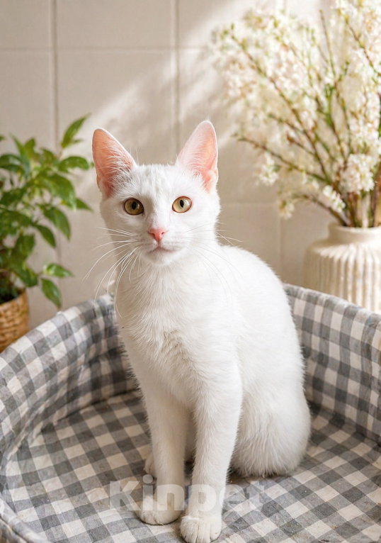 Кошки в Санкт-Петербурге: Котенок Девочка, Бесплатно - фото 4