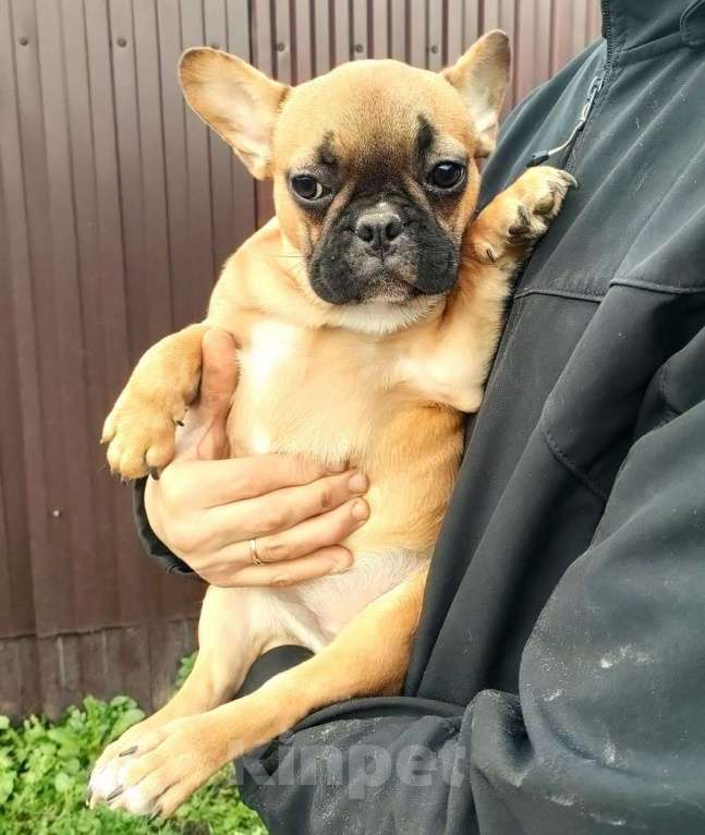 Собаки в Красноармейске: Девочки французкого бульдога Девочка, 30 000 руб. - фото 3