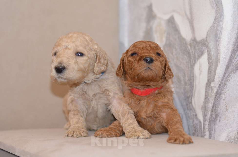 Собаки в Москве: Щенки королевского пуделя Девочка, 65 000 руб. - фото 1