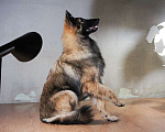 Собаки в Москве: Щенки Грюнендаль и Тервюрен Мальчик, 25 000 руб. - фото 1