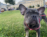 Собаки в Москве: Французский бульдог Девочка, 40 000 руб. - фото 2